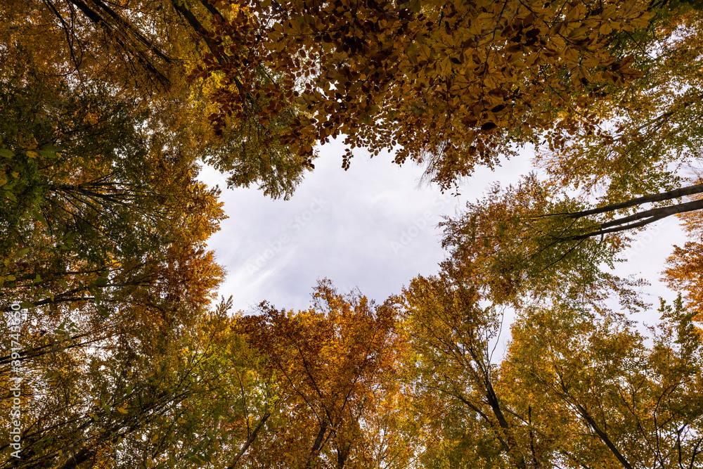 autumn landscape with trees in the forest