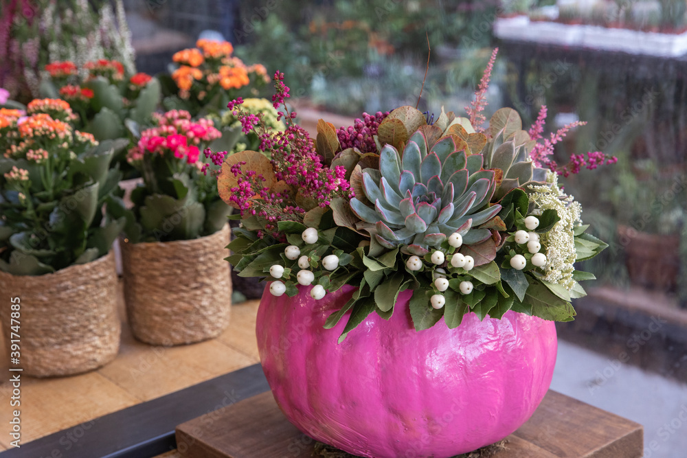 Decorated pink pumpkin with succulents, flowers and leaves at the greek garden shop in October. Horizontal.