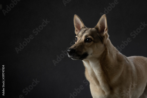 mix dog funny portrait. Charming pet in studio on black background. 