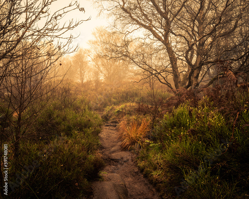 Misty Scene at Brimham Rocks © Jez Campbell