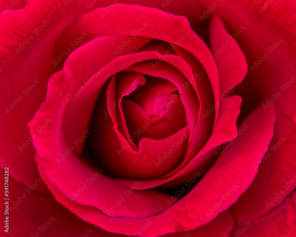vivid red rose flower top view closeup, natural background vivid red rose flower top view closeup, natural background