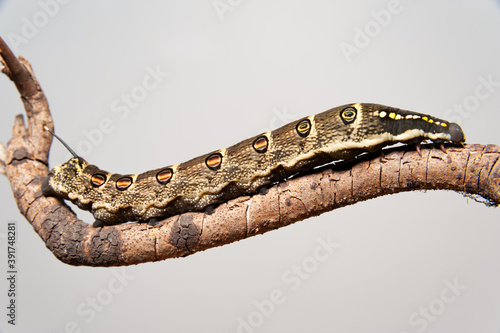 Impatiens hawk moth caterpillar (Theretra oldenlandiae) on stick isolated on gray background. In Japan it is known as “sesujisuzume”. Copy space. photo