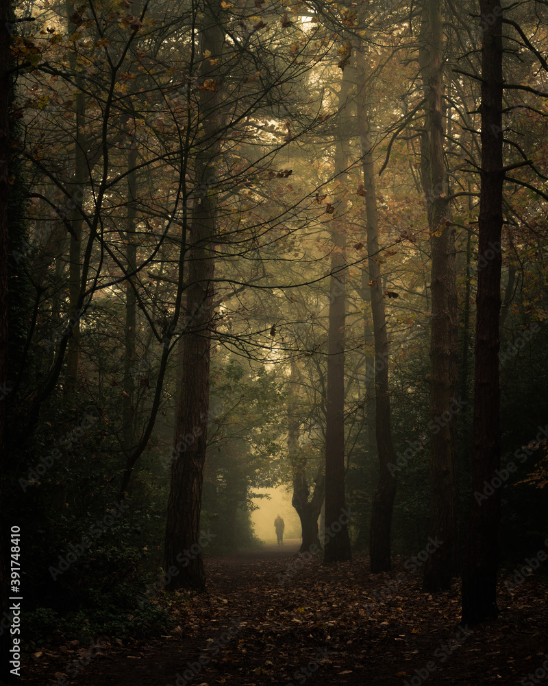 Obraz premium Person walking in a misty woodland