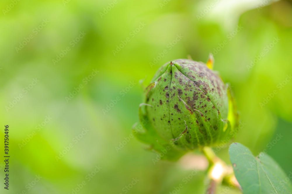 green cotton fruit in cotton field green cotton fruit in cotton field