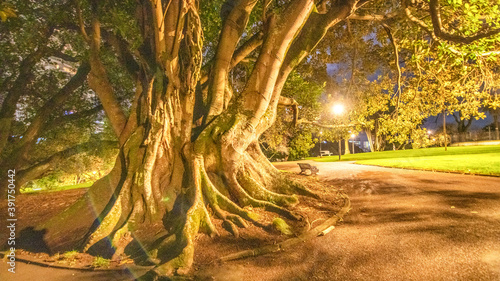 Obraz na plátně Albert Park in Auckland at night, Zew Zealand