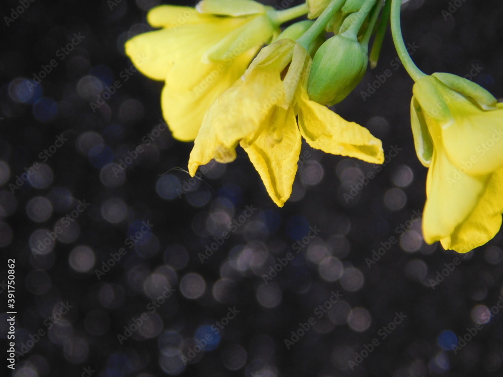 Fototapeta premium yellow flowers of the snow