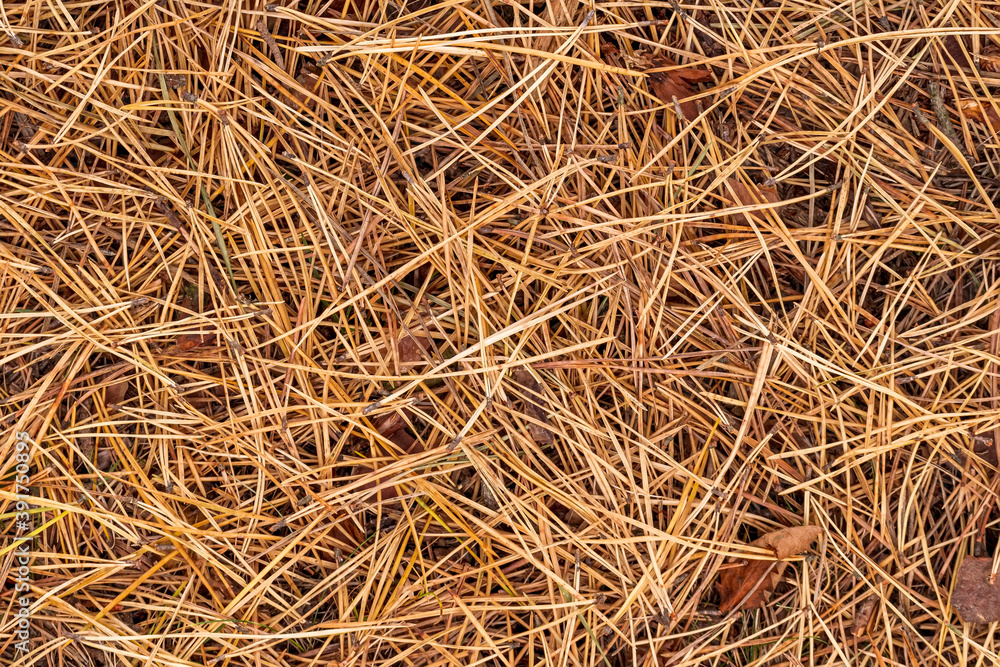 fall brown lying pine needles season background, autumn nature texture of a ground, fallen pine-needles backdrop fall brown lying pine needles season background, autumn nature texture of a ground, fallen pine-needles backdrop