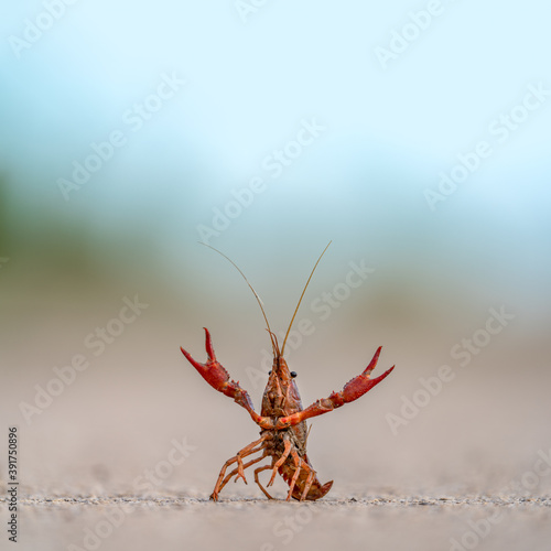 Crayfish with extended claws defending position