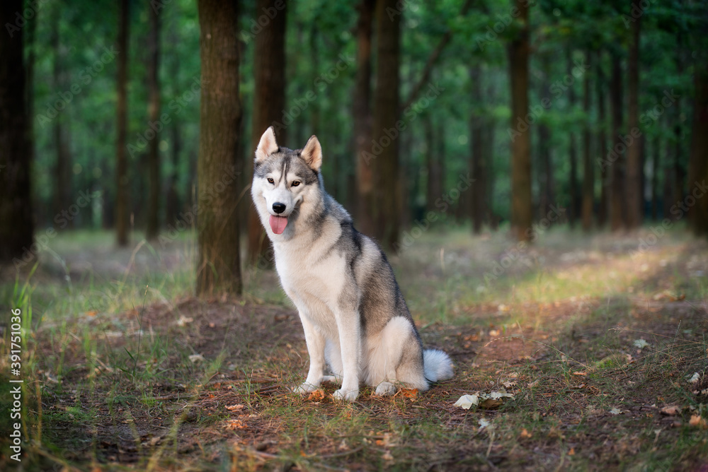 A young Siberian Husky is sitting in a forest. She has amber eyes, grey and white fur; sunset light shines on her in golden color. There are many trees with brown trunks in the background. A young Siberian Husky is sitting in a forest. She has amber eyes, grey and white fur; sunset light shines on her in golden color. There are many trees with brown trunks in the background.