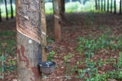 Rubber trees and containers for latex