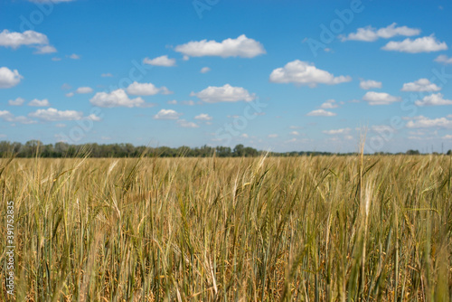 a hot summer day with a blue sky over a field of Golden wheat