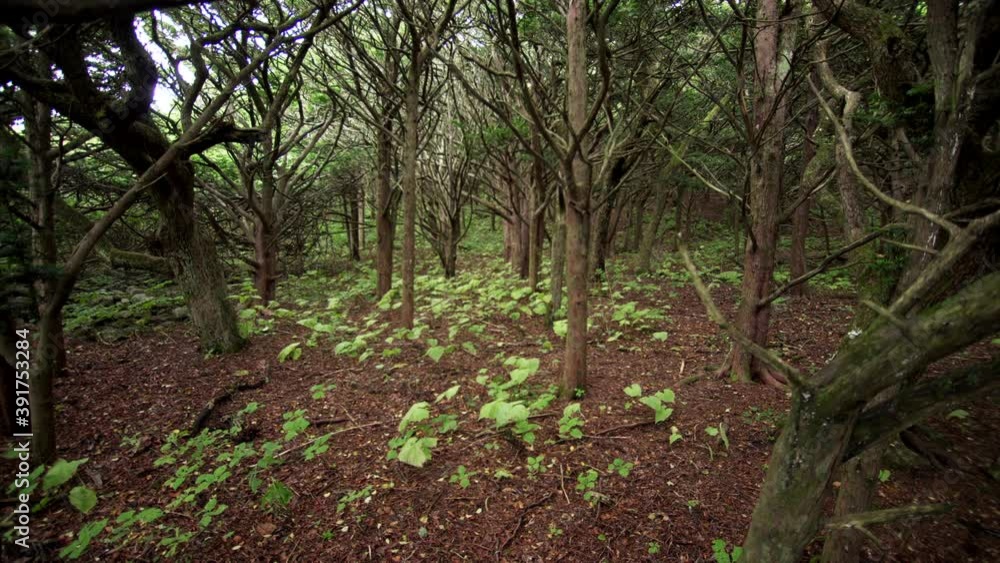 Sliding view of unique yew grove in national reserve in Petrov island. Primorye, Russia Sliding view of unique yew grove in national reserve in Petrov island. Primorye, Russia