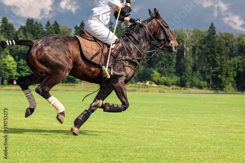 A horse polo player riding a horse with a hammer in his hand jumps into attack for the ball. Summer season, copyspace