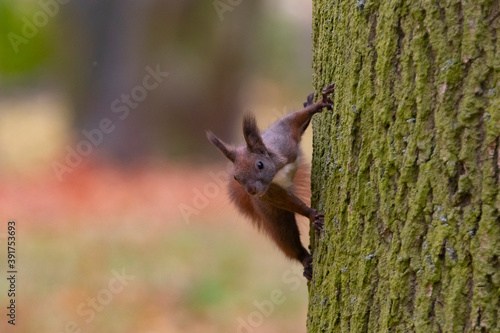 Squirrel on a tree