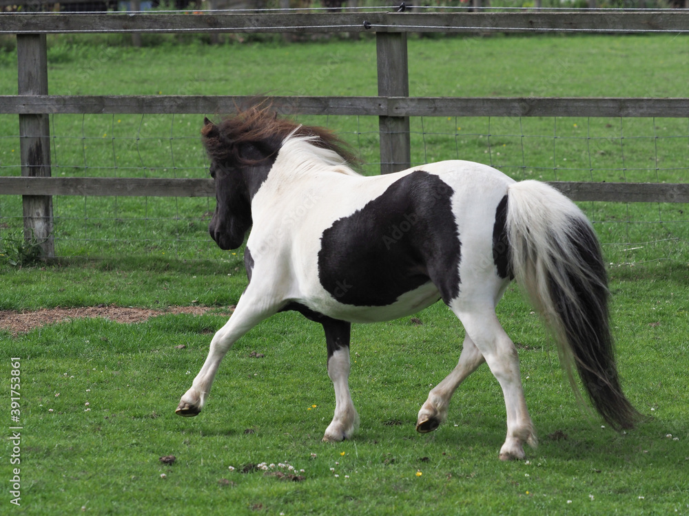 Obraz premium Trotting Pony