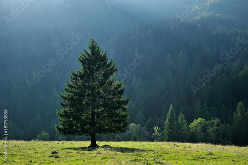 Spruce tree in scenic mountain walley