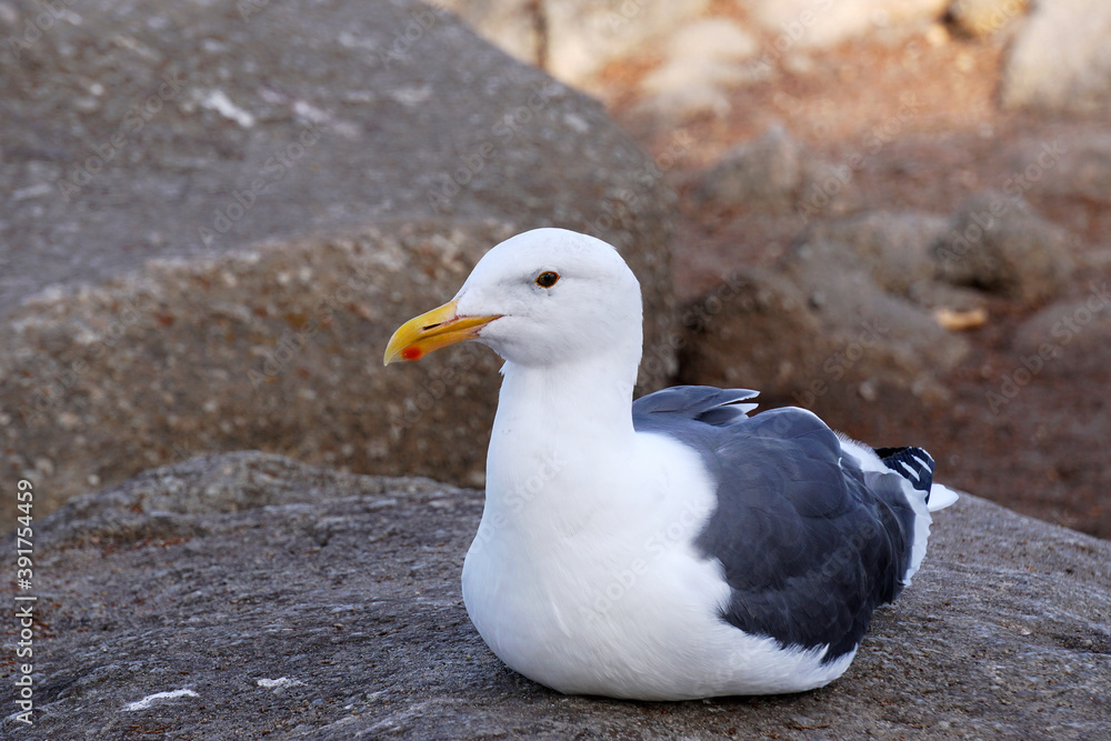 White Seagull on the rock in the park of Monterey united states america , USA - animal freedom scene White Seagull on the rock in the park of Monterey united states america , USA - animal freedom scene