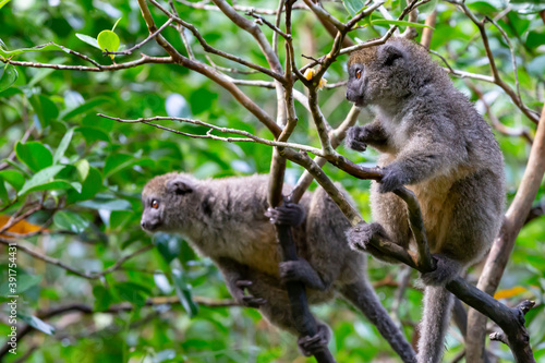 Funny bamboo lemurs on a tree branch watch the visitors