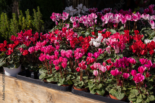 Variety of potted cyclamen persicum plants in pink  white  red colors at the greek garden shop in November.
