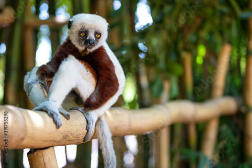 The Coquerel Sifaka in its natural environment in a national park on the island of Madagascar