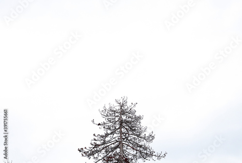 One Tree with white sky in the background