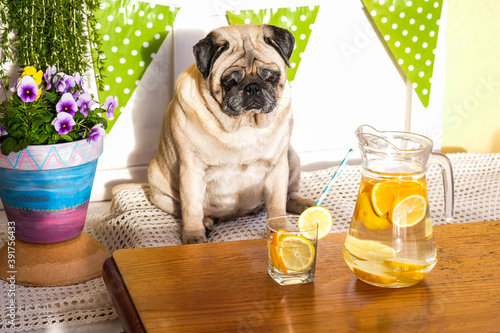 Nice funny pug dog looking a healthy diet lemonade on the table . concept of weight loss with animal - healthy lifestyle and water drink © simona