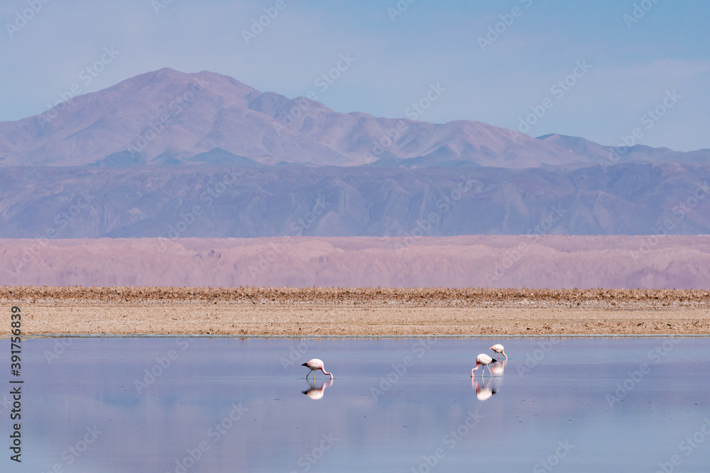 FLAMINGO-ANDINO - Phoenicoparrus andinus- Laguna Chaxa - San Pedro de Atacama - Chile
