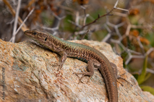 The sand lizard also known as Lacerta agilis sitting on a rock, Greece.