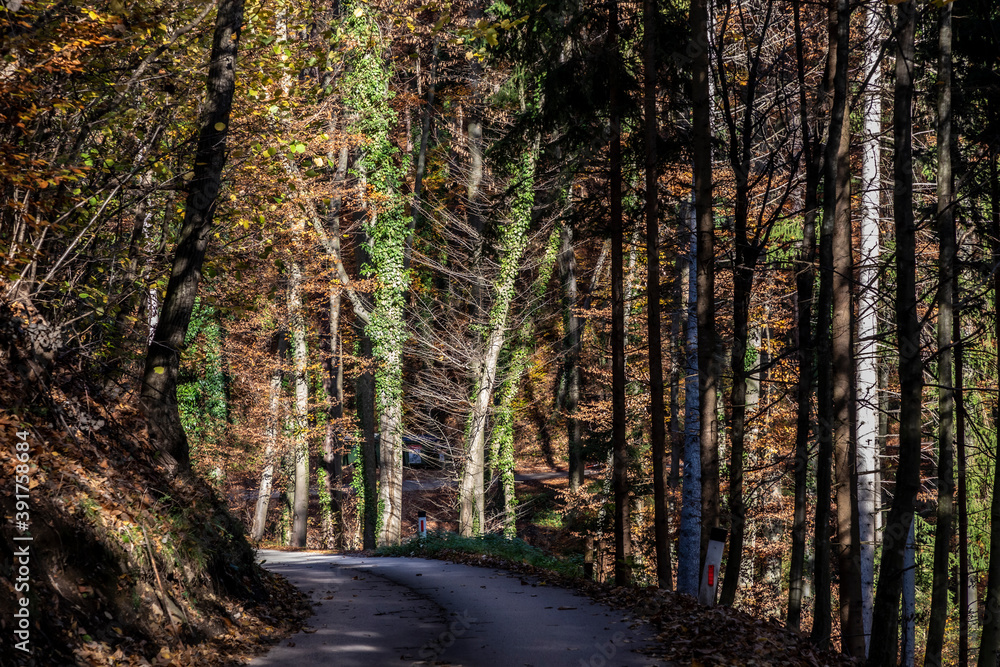 forest road in Styria, Austr