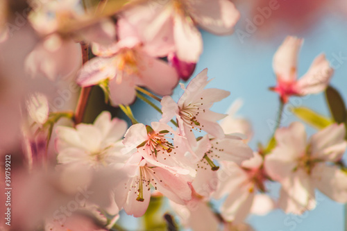 Spring flowers. Beautiful cherry blossoms on tree at sunny spring day. Floral background © Joppi