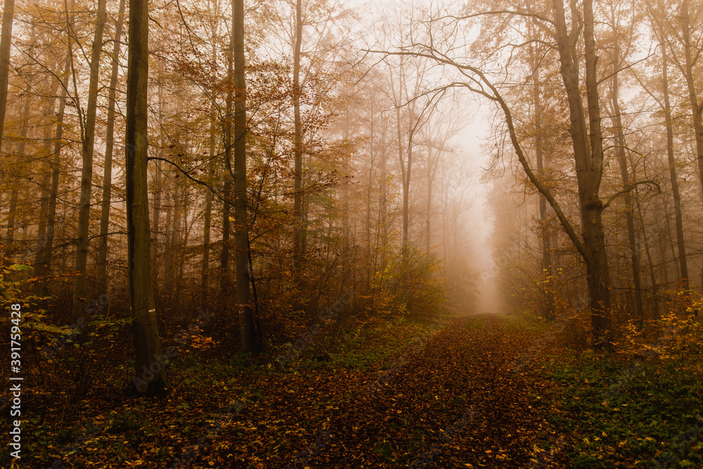 Herbstlicher Waldweg im Erfurter Steigerwald