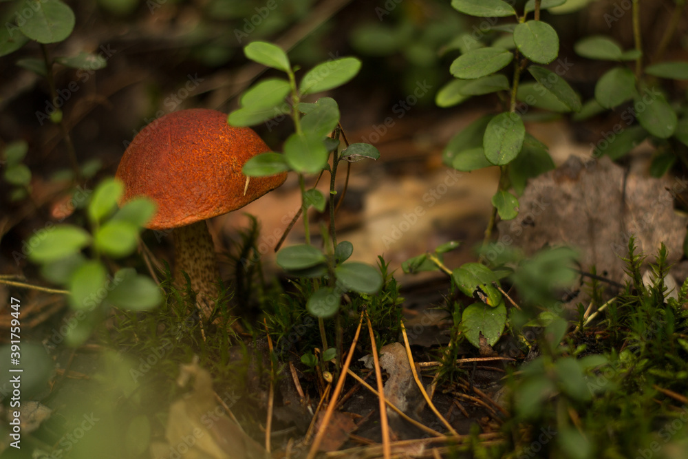 mushroom in the forest among the grass mushroom in the forest among the grass