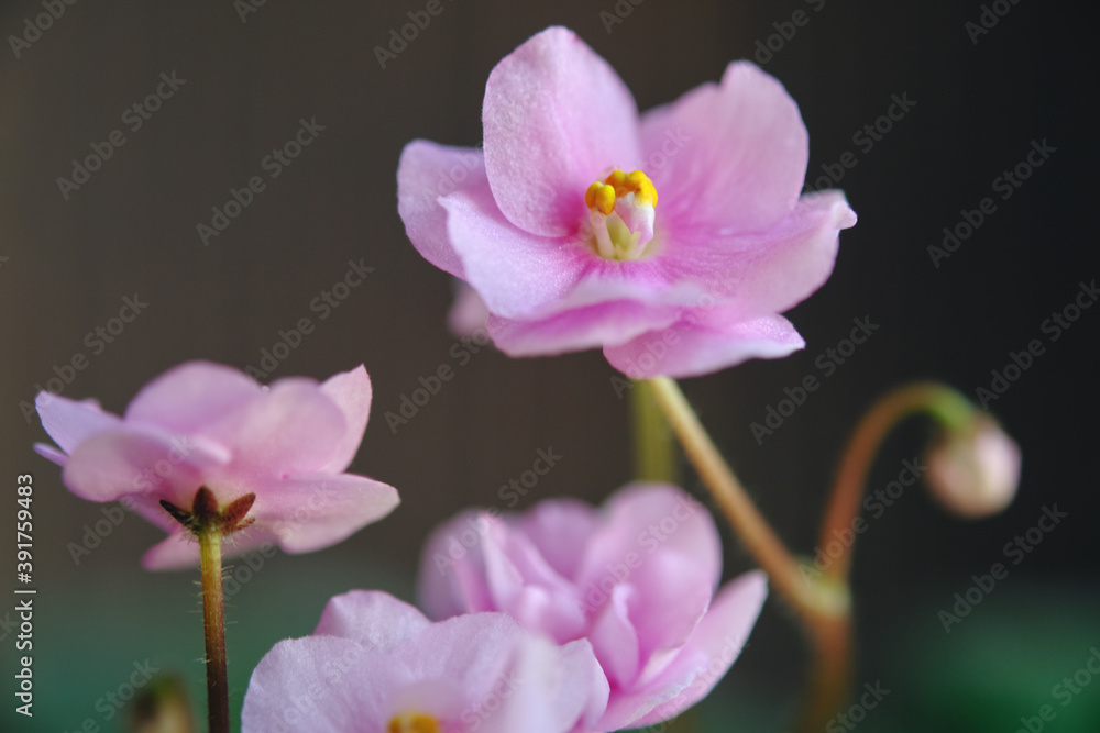 Fototapeta premium Pink flowers of violets. Macro photo.