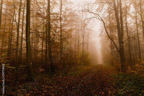 Herbstlicher Waldweg im Erfurter Steigerwald