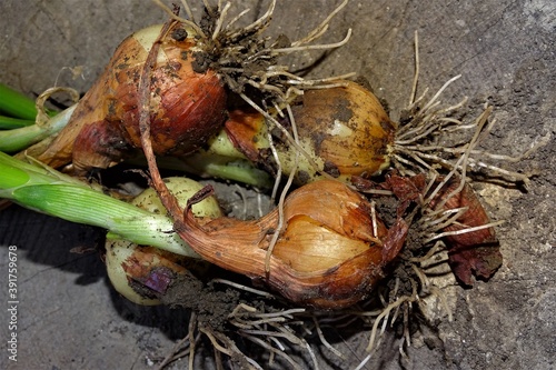 Bio, organic green onions with dirt, freshly picked from the garden