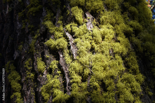 Natural scene of moss on the mountain texture background