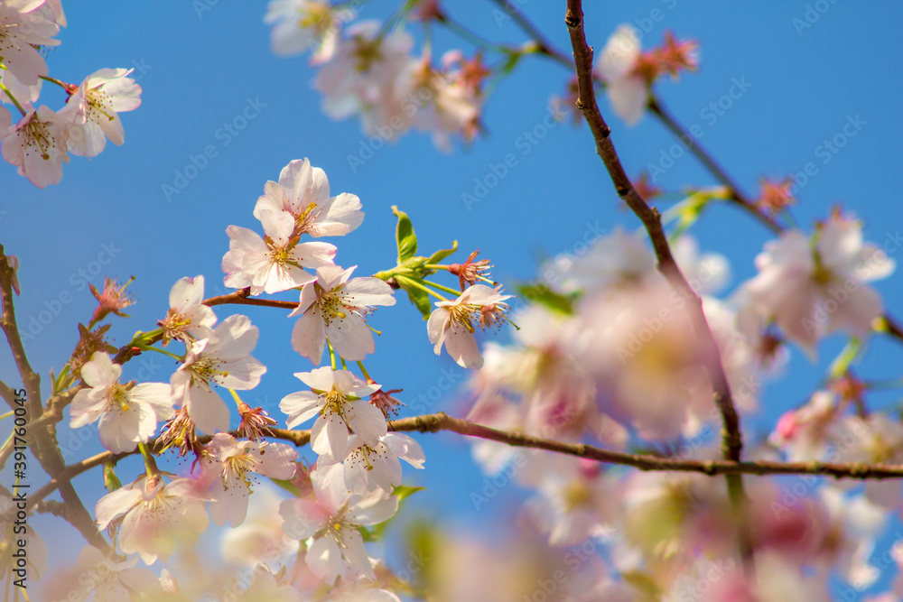 Spring flowers. Beautiful cherry blossoms on tree at sunny spring day. Floral background Spring flowers. Beautiful cherry blossoms on tree at sunny spring day. Floral background