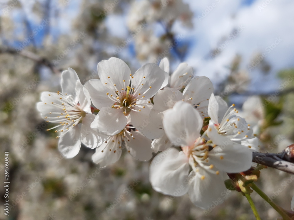 flowering apricots