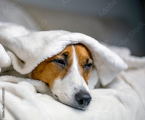 sick jack russell terrier lies with a white blanket thrown on top, comfort,