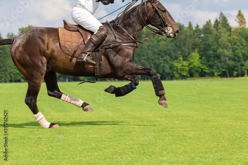 A brown horse galloping over a field to play horse polo. Player attack.