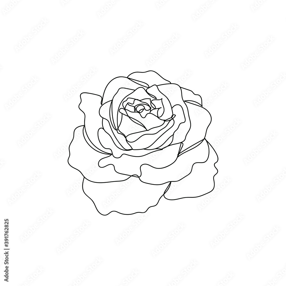 Rose.Flower. One line drawing. Vector illustration continuous line drawing. Rose.Flower. One line drawing. Vector illustration continuous line drawing.