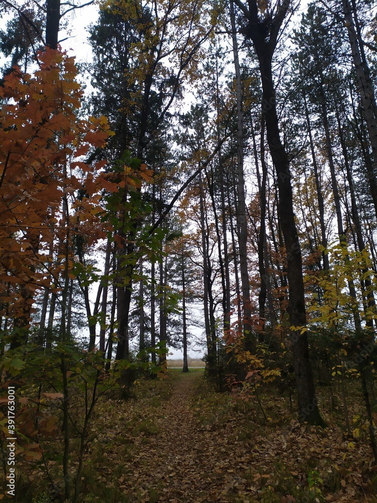 Fototapeta premium forest in autumn