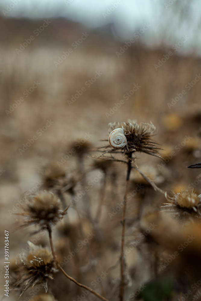 close up snail and dry thistle plant growing in the autumn field with bokeh. autumn background close up snail and dry thistle plant growing in the autumn field with bokeh. autumn background