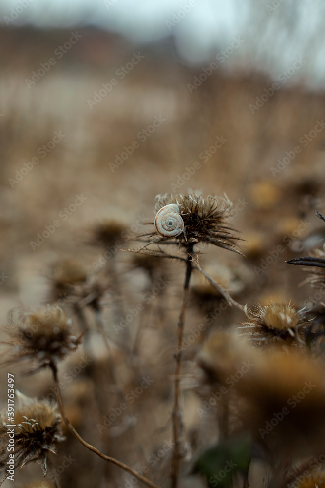 close up snail and dry thistle plant growing in the autumn field with bokeh. autumn background 