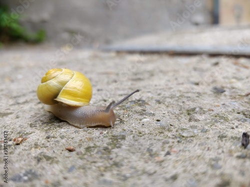 Yellow Snail