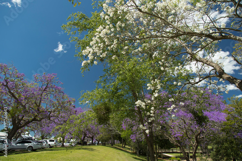 Rare White Jacaranda and purple jacaranda trees in Grafton, Australia. with some space for text.