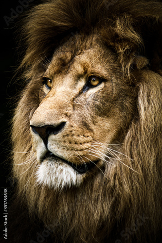 Fototapeta Naklejka Na Ścianę i Meble -  The Lion King
