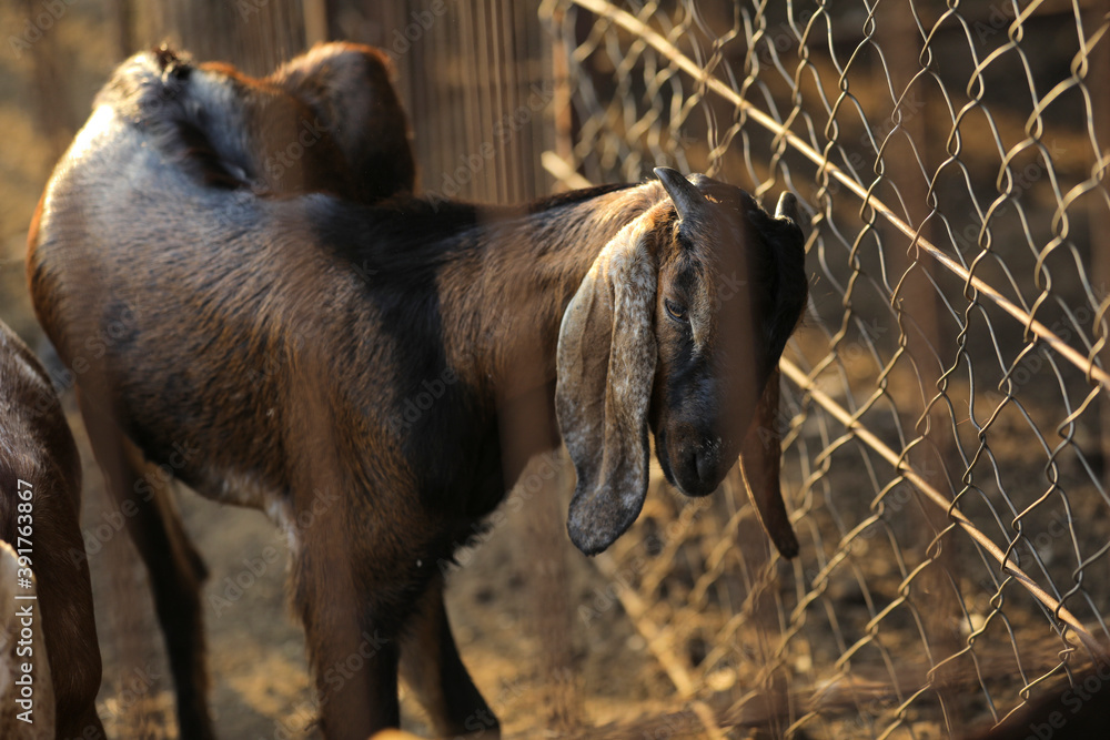 Fototapeta premium Indian goat at dairy farm, rural scene