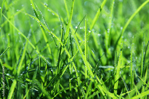 Background of morning dew drops over green grass. selective focus