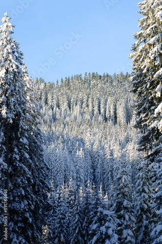 Winter forest background texture